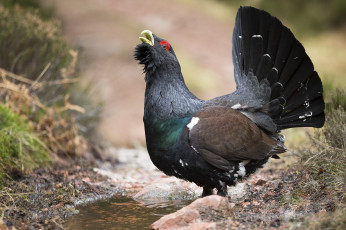 Картинка животные глухари +тетерева птичка