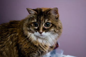 Картинка животные коты киса