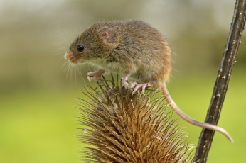 Картинка животные крысы +мыши мышка