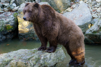 Картинка животные медведи миша