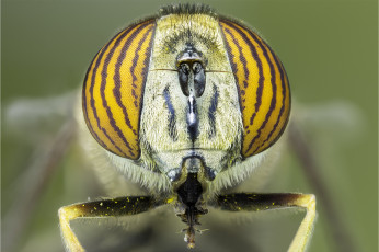 Картинка животные насекомые глаза