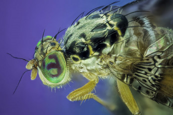 Картинка животные насекомые макро