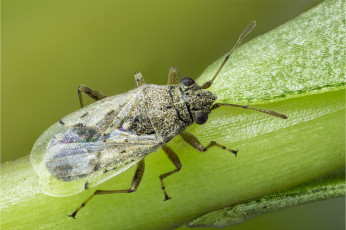 Картинка животные насекомые жук