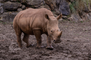 Картинка животные носороги носорог
