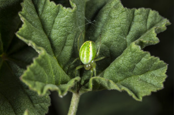 Картинка животные пауки паук