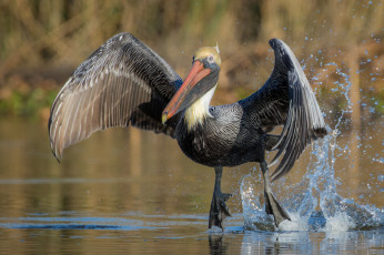 Картинка животные пеликаны птичка