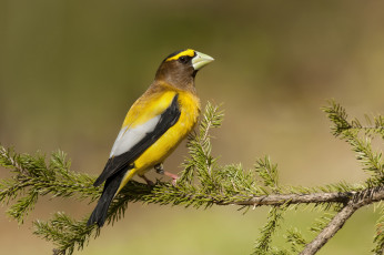 Картинка животные птицы птичка