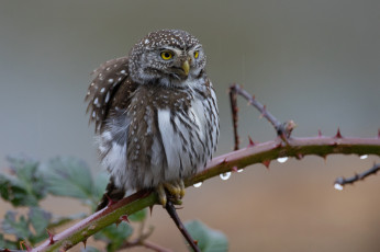 Картинка животные совы птичка