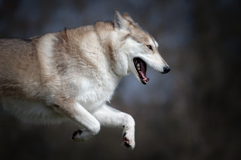 Картинка животные волки +койоты +шакалы волчара