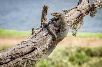 Картинка животные Ящерицы +игуаны +вараны варан