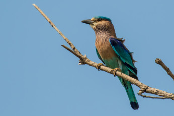 Картинка животные зимородки птичка