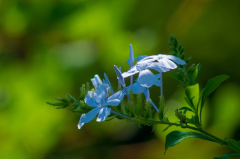 обоя цветы, плюмбаго , свинчатка, плюмбаго, макро
