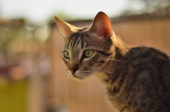 Картинка животные коты кот