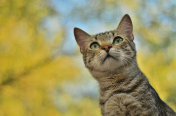 Картинка животные коты кот