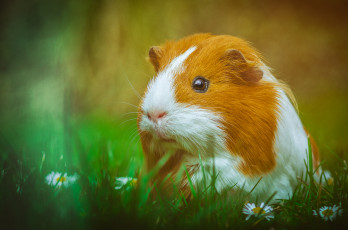 Картинка животные морские+свинки +хомяки свинка