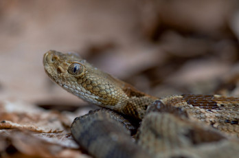 Картинка животные змеи +питоны +кобры змея