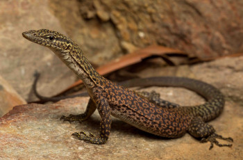 Картинка животные Ящерицы +игуаны +вараны варанчик