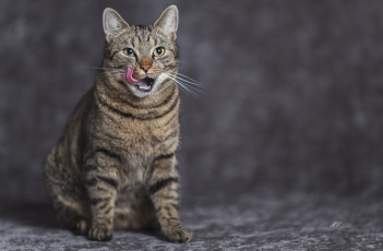 Картинка животные коты киса