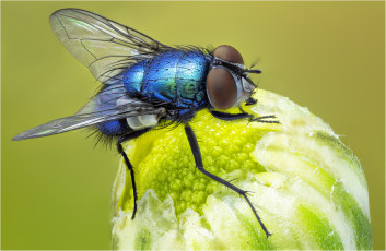 Картинка животные насекомые муха