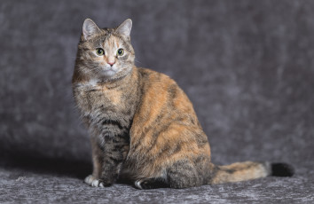 Картинка животные коты киса