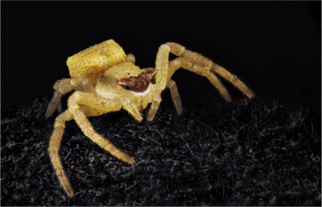 Картинка животные пауки паук