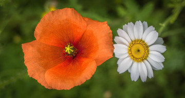 Картинка цветы разные+вместе мак ромашка