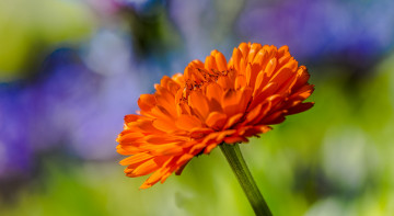 Картинка цветы календула