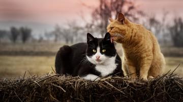 Картинка животные коты друзья