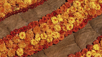 Картинка цветы хризантемы оранжевые желтые полосы