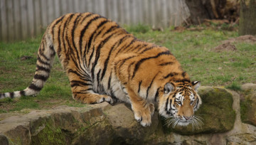 Картинка животные тигры тигр