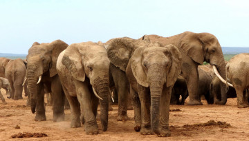 Картинка животные слоны стадо