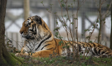 Картинка животные тигры тигр