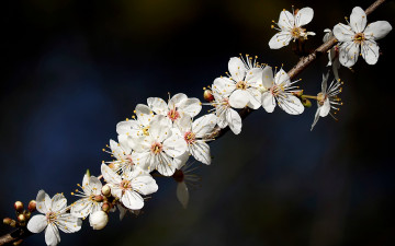 Картинка цветы цветущие+деревья+ +кустарники природа веточка цветочки цветение