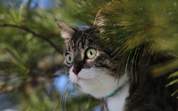 Картинка животные коты кот кошка взгляд ветки