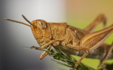 Картинка животные кузнечики +саранча кузнечик