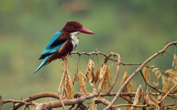 Картинка животные зимородки ветки снег акация листья птица зимородок иглы
