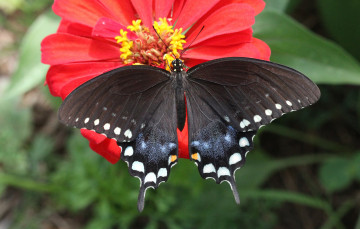 Картинка животные бабочки +мотыльки +моли бабочка