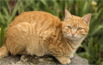 Картинка животные коты кот