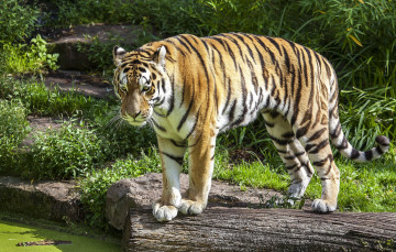 Картинка животные тигры тигр