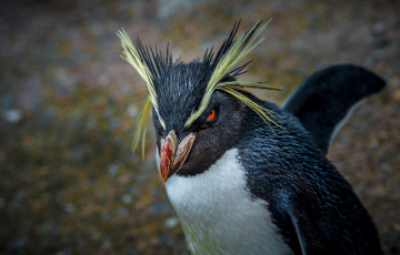 Картинка животные пингвины пингвин