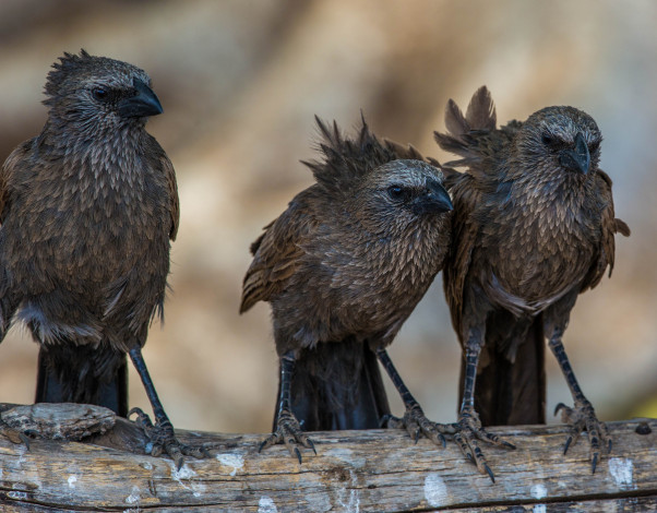 Обои картинки фото животные, птицы, птички