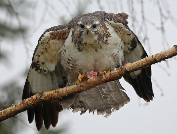 Обои картинки фото животные, птицы - хищники, птичка