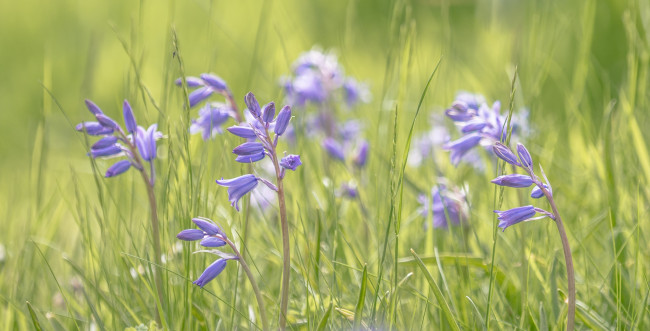 Обои картинки фото цветы, колокольчики