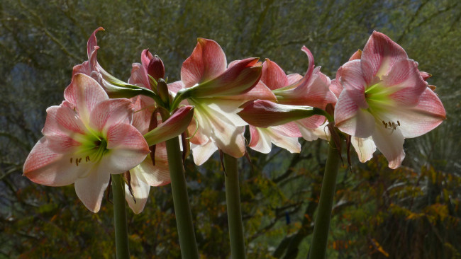 Обои картинки фото цветы, амариллисы,  гиппеаструмы, листья, лепестки