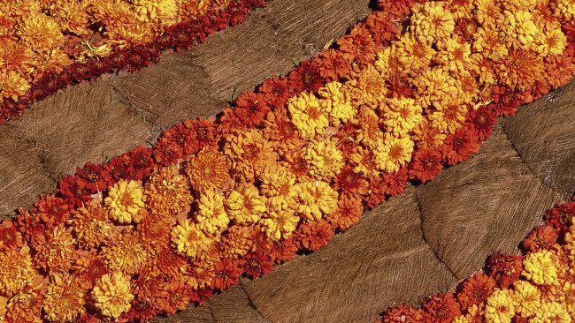 Обои картинки фото цветы, хризантемы, оранжевые, желтые, полосы