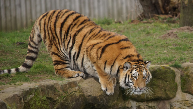 Обои картинки фото животные, тигры, тигр