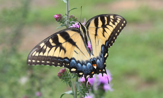Обои картинки фото животные, бабочки,  мотыльки,  моли, бабочка