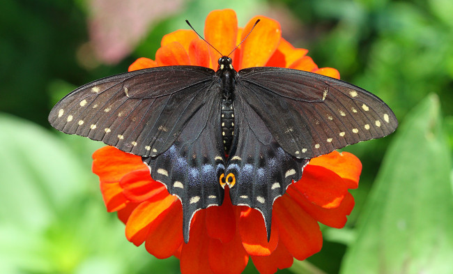 Обои картинки фото животные, бабочки,  мотыльки,  моли, бабочка