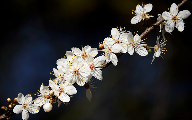 Обои картинки фото цветы, цветущие деревья ,  кустарники, природа, веточка, цветочки, цветение