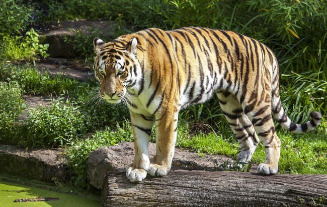 Обои картинки фото животные, тигры, тигр